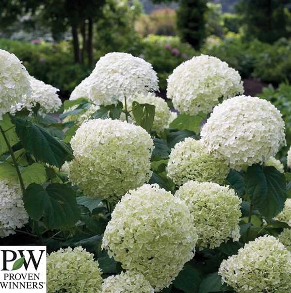 Træagtig hortensia - \'STRONG ANNABELLE\'® PW
